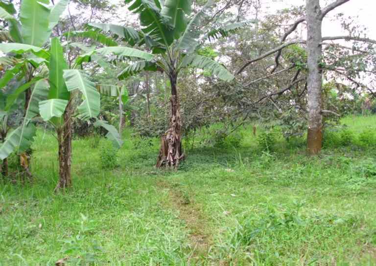 dijual tanah jalan desa cipadung cibiru