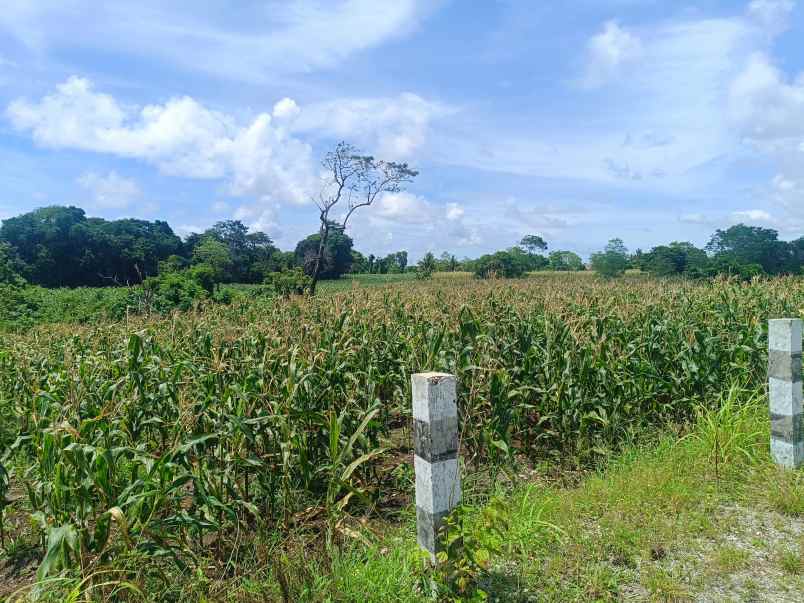dijual tanah jalan pantura desa hameli