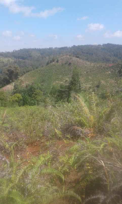 dijual tanah kebun luas dan harga murah