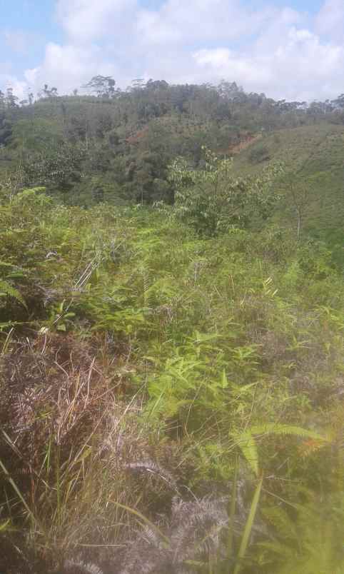 dijual tanah kebun luas dan harga murah