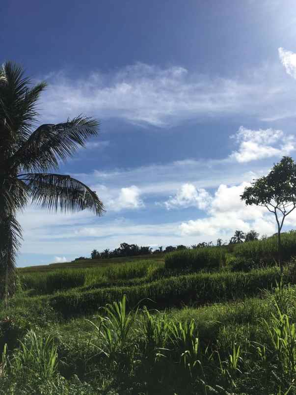 dijual tanah kebun produktif murah tempat strategis