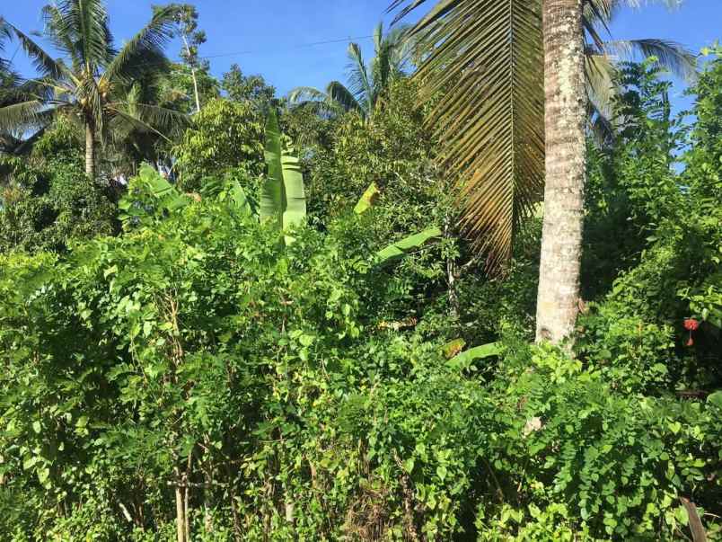 dijual tanah kebun produktif murah tempat strategis