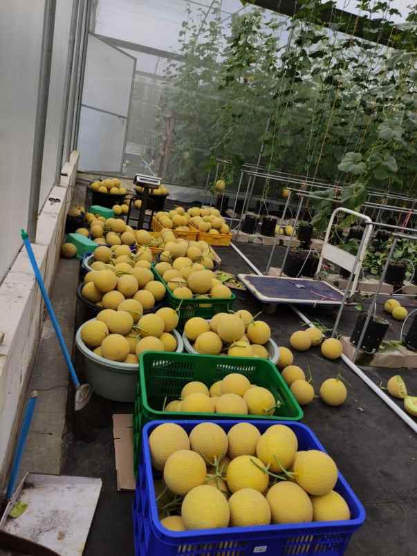 dijual tanah nongkojajar