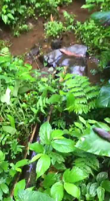 dijual tanah penebel tabanan bali