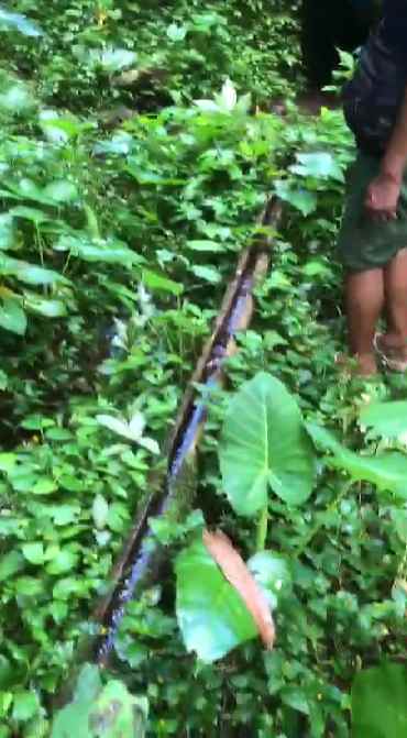 dijual tanah penebel tabanan bali