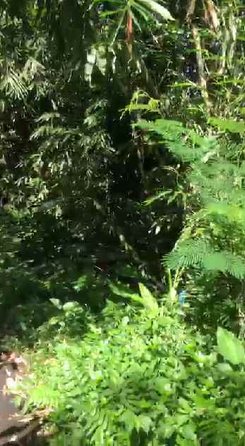 dijual tanah penebel tabanan bali