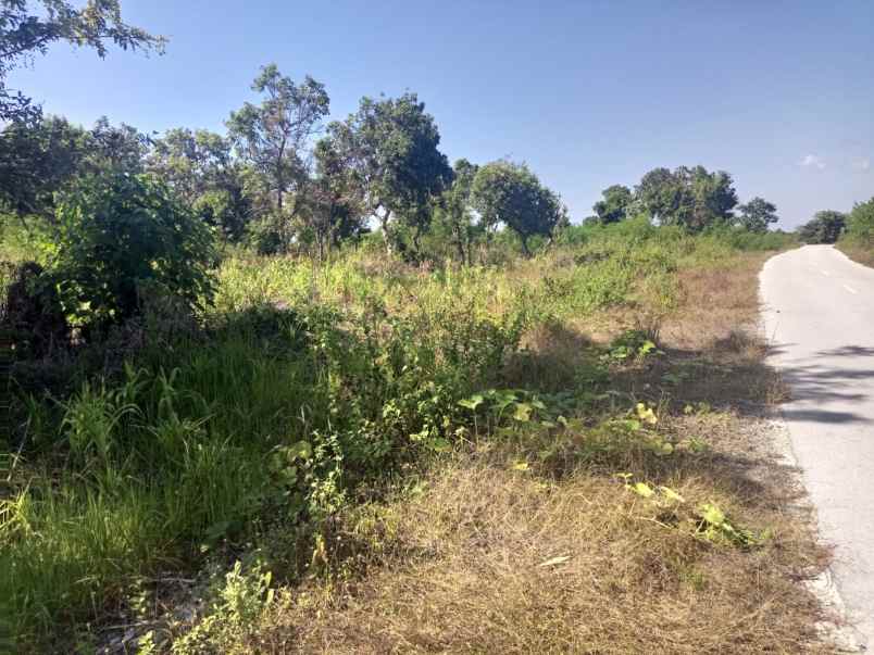 dijual tanah pinggir pantai wee wella