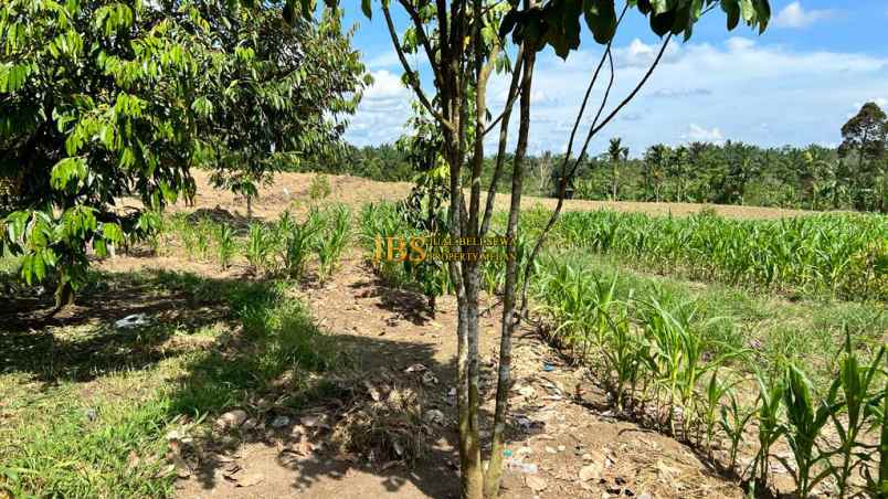 dijual tanah talun kenas gn rintih kec