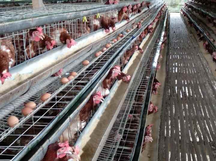 dijual tanah tegal bunder kec