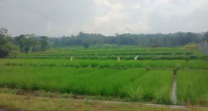 dijual tanah view gunung pinggir jl desa di kec beber