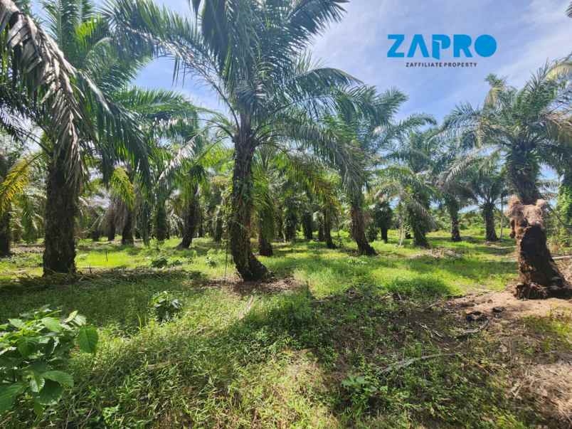 jual tanah cocok peruntukan gudang ataupun kebun sawit