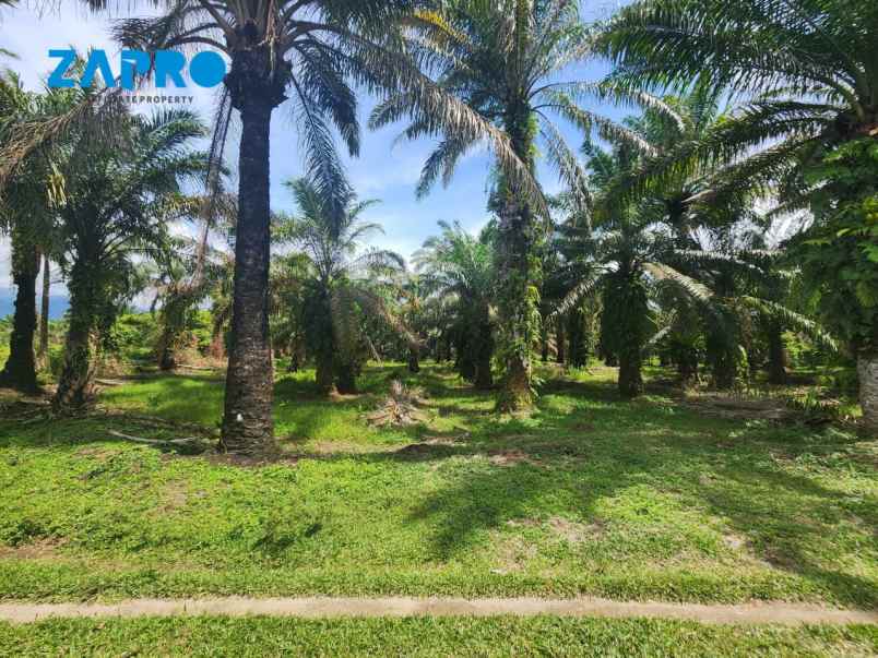 jual tanah cocok peruntukan gudang ataupun kebun sawit