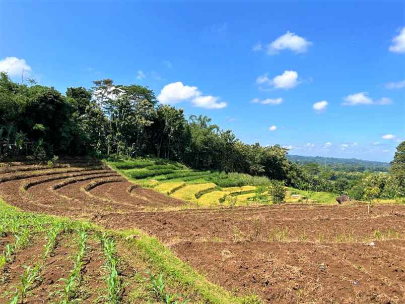 jual tanah kebun durian karanganyar