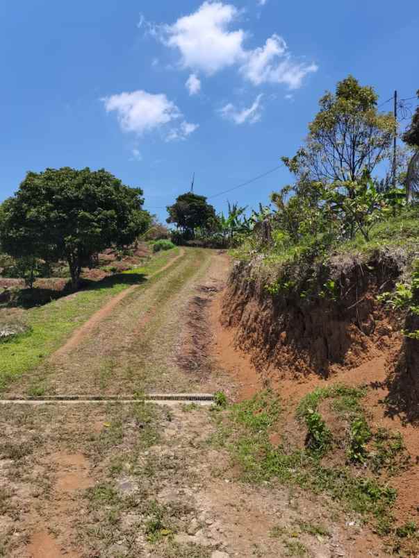 kebun buah2an di cibeber leuwiliang bogor barat