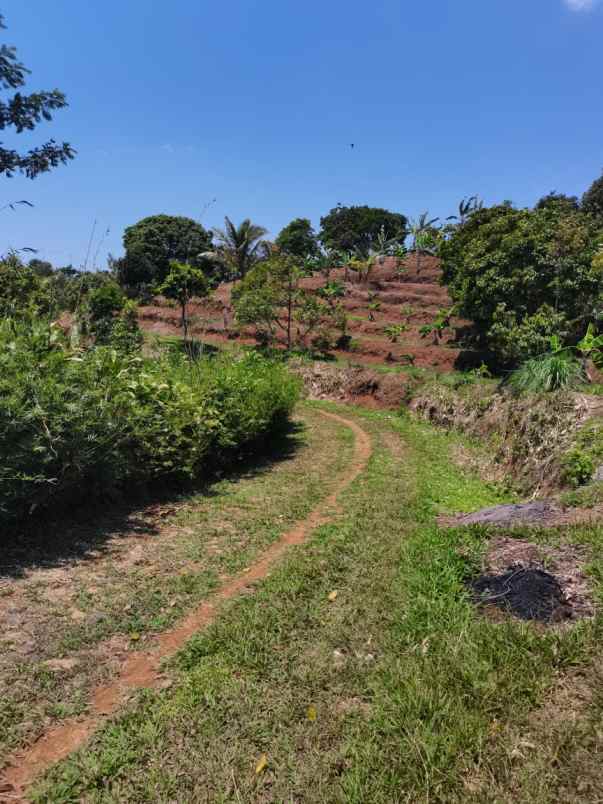 kebun buah2an di cibeber leuwiliang bogor barat