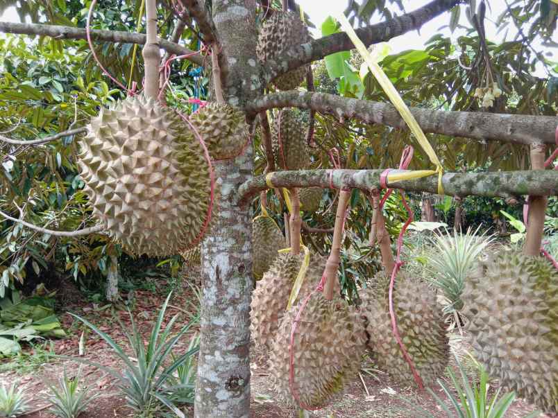 kebun durian manggis jalan cagak subang jawa barat