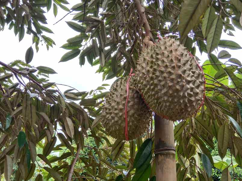 kebun durian manggis jalan cagak subang jawa barat