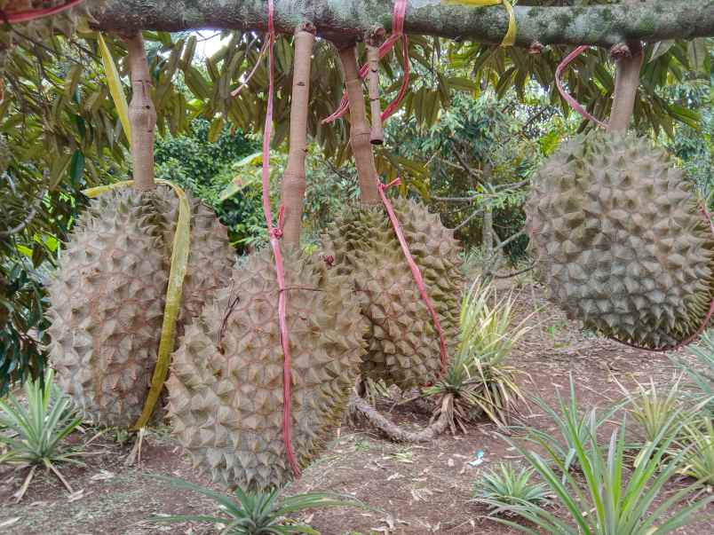 kebun durian manggis jalan cagak subang jawa barat