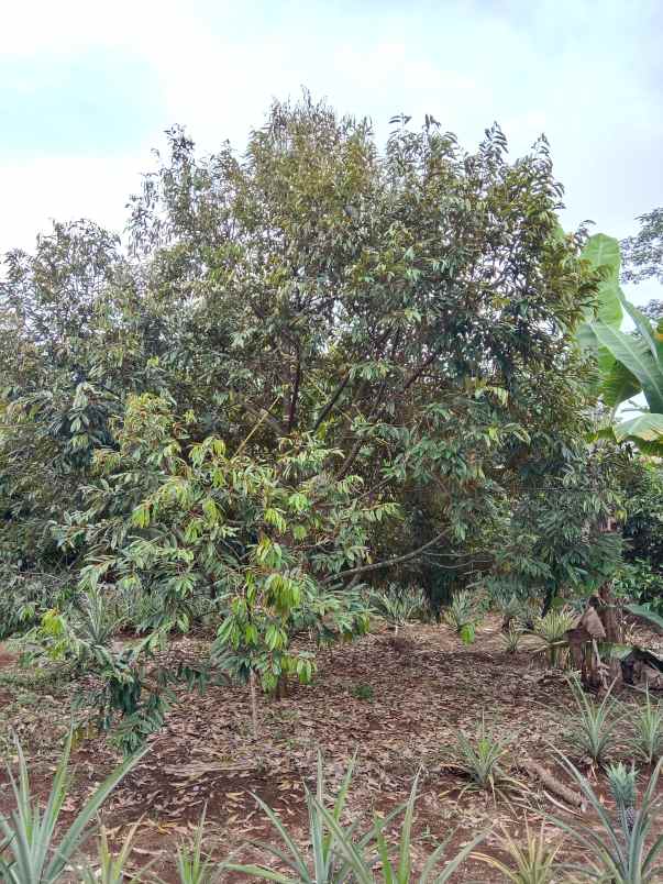 kebun durian manggis jalan cagak subang jawa barat