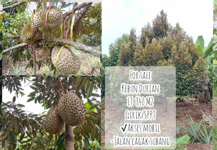 kebun durian manggis jalan cagak subang jawa barat