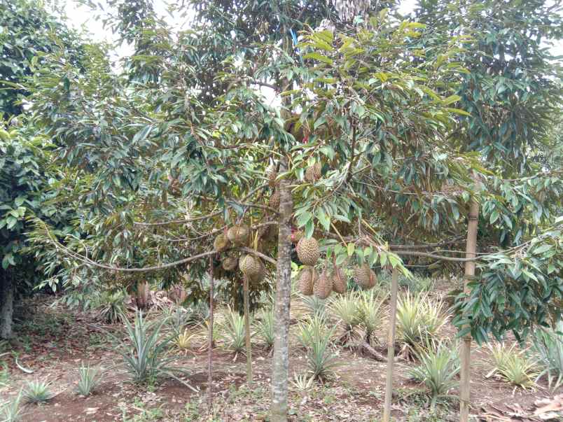 kebun durian manggis jalan cagak subang jawa barat