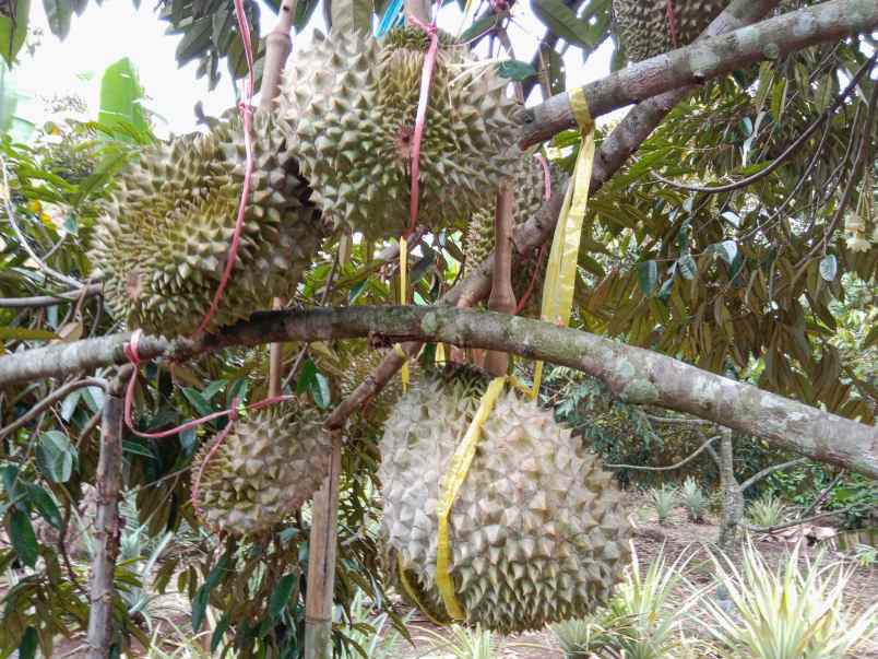 kebun durian manggis jalan cagak subang jawa barat