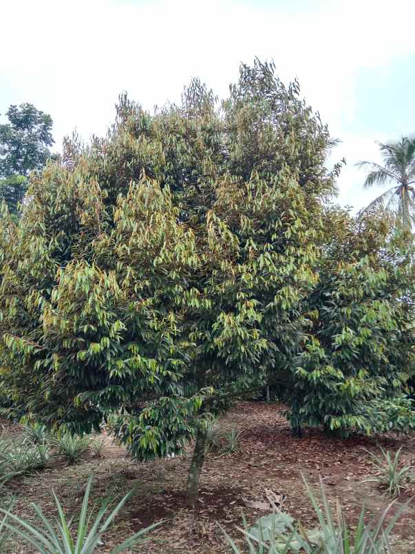 kebun durian manggis jalan cagak subang jawa barat