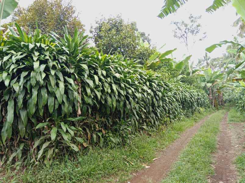 kebun durian manggis jalan cagak subang jawa barat