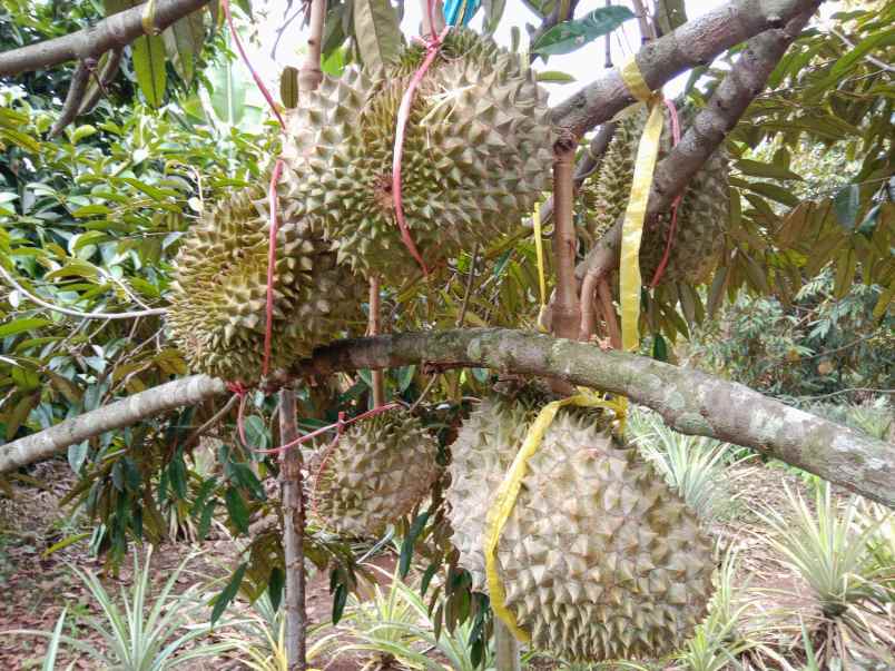 kebun durian manggis jalan cagak subang jawa barat