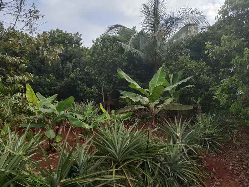 kebun produktif rambutan durian kalijati subang