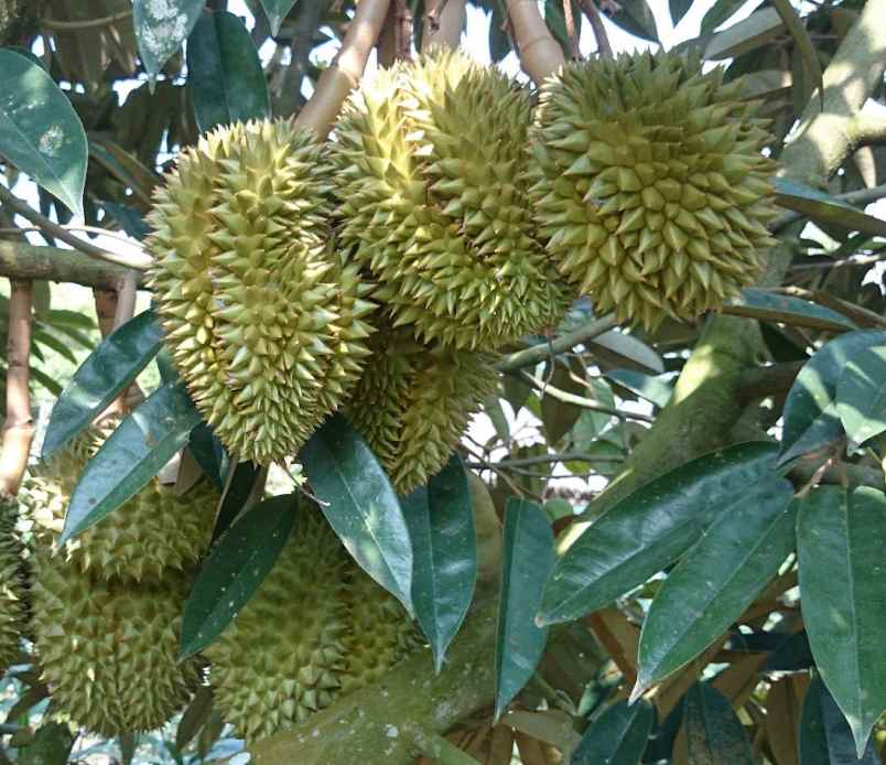 kebun produktif rambutan durian kalijati subang