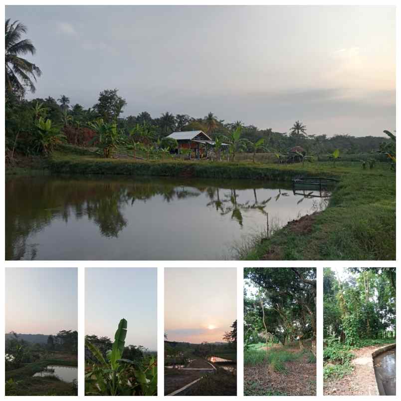 kebun rambutan kolam ikan area pesawahan subang