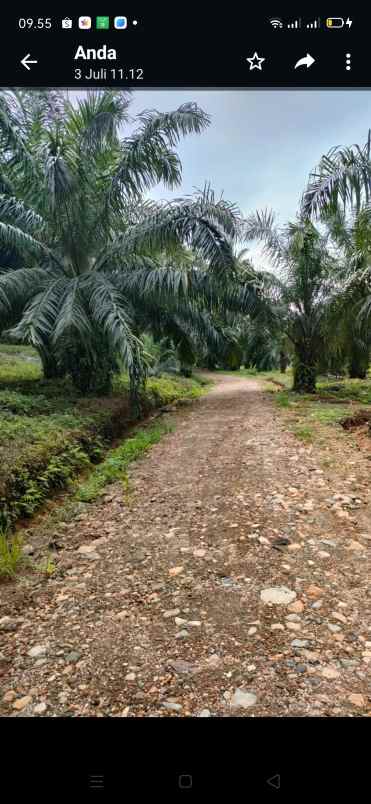 kebun sawit produktif 600 ha