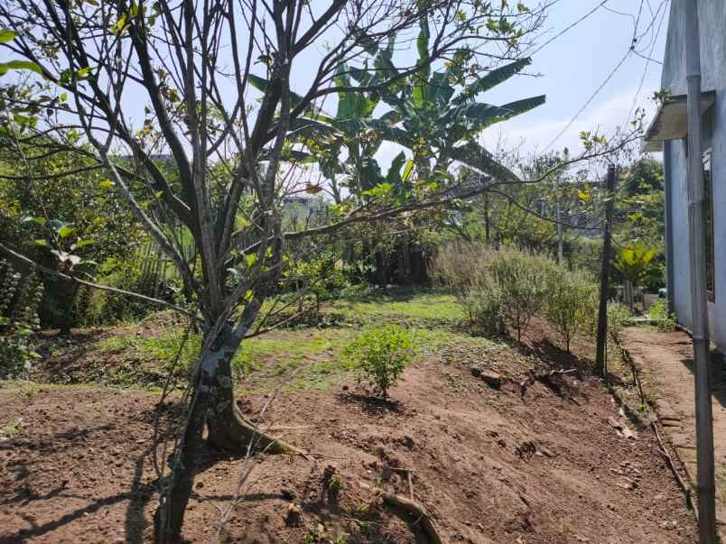 rumah luas dan murah bonus kebun jeruk di bumiaji batu