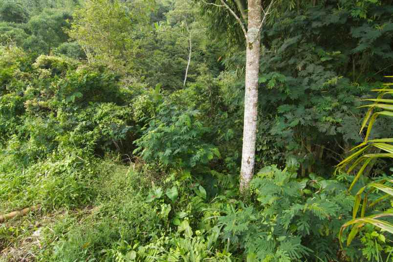 tanah 32 5 are pinggir jalan provinsi