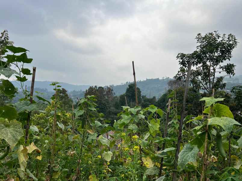 tanah datar 283m udara dingin kemuning karanganyar