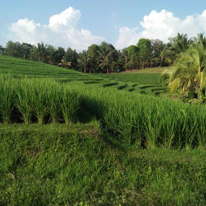 tanah desa lumbung selemadeg