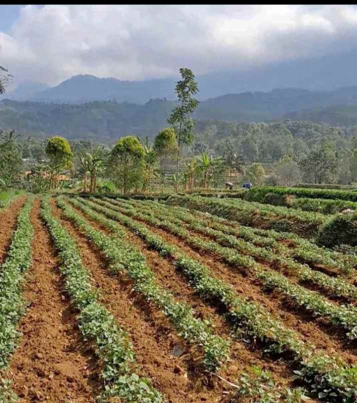 tanah dijual view gunung di linggarjati kuningan