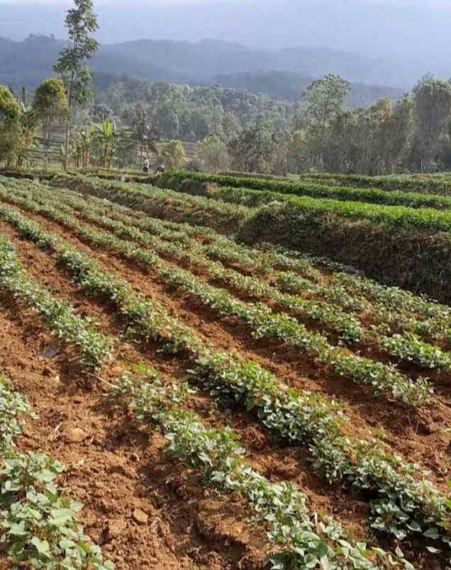 tanah dijual view gunung di linggarjati kuningan