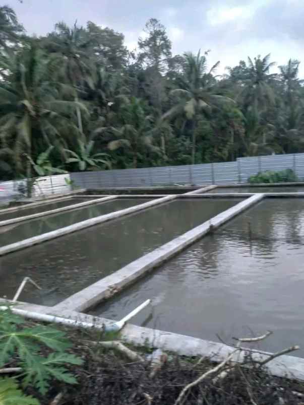 tanah jln cidahu cimara