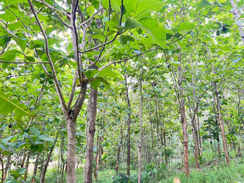 tanah kebun jati 1517m karanganyar