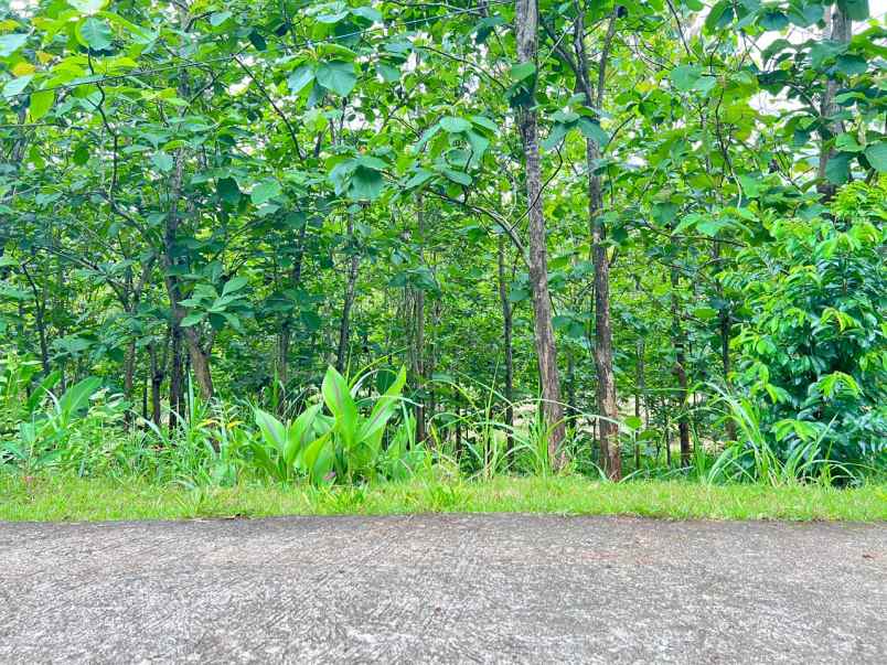 tanah kebun jati 1517m karanganyar