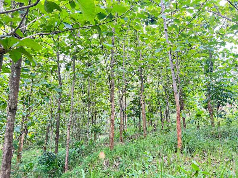 tanah kebun jati 1517m karanganyar