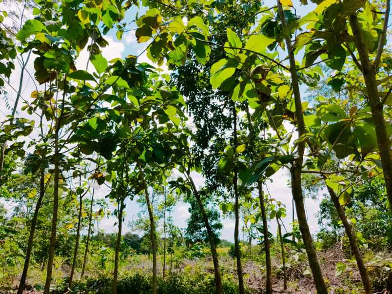 tanah kebun jati 250 juta mojogedang karanganyar