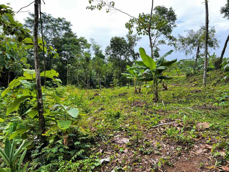 tanah kebun jati 250 juta mojogedang karanganyar