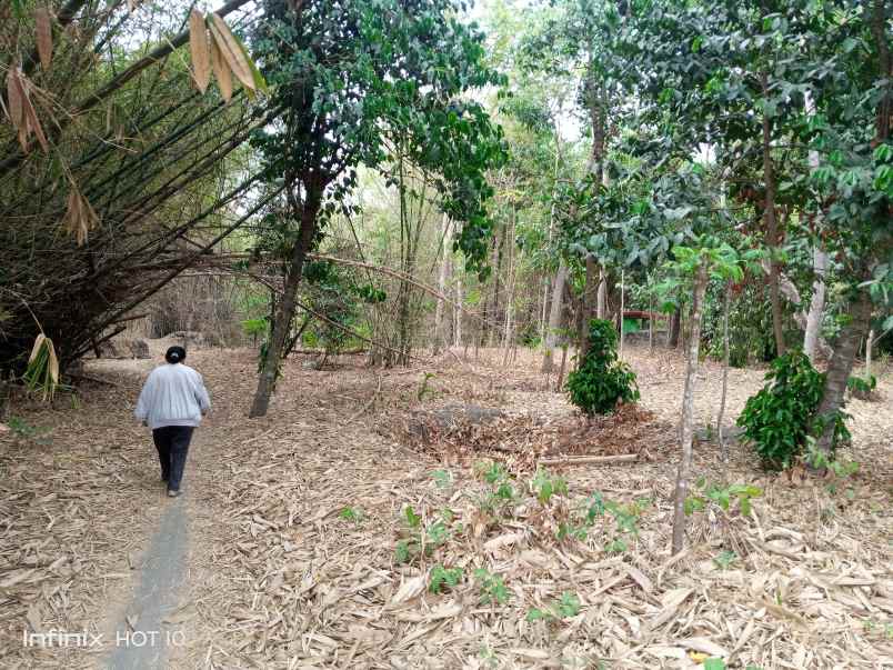 tanah kebun lokasi strategis