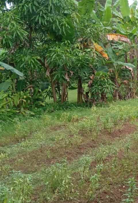 tanah kebun murah dan rata