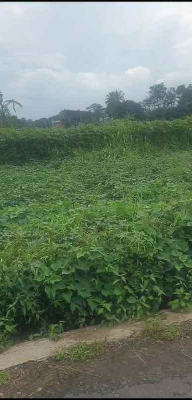 tanah kebun strategis view gunung