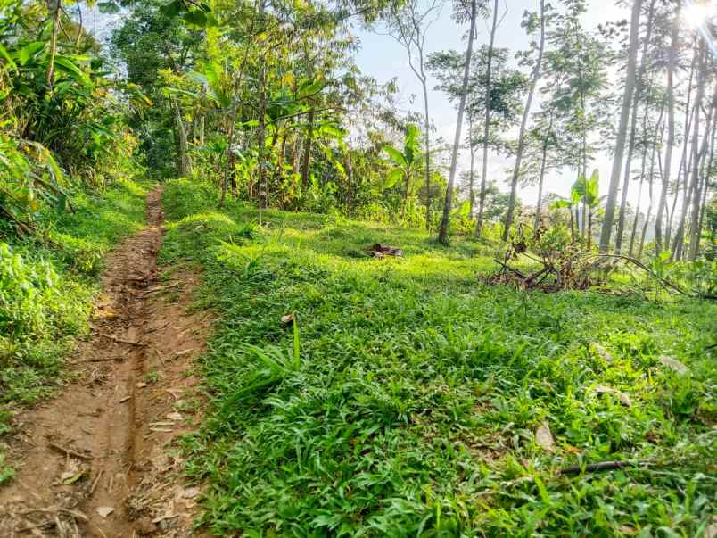 tanah murah 99 juta dekat candi cetho kemuning