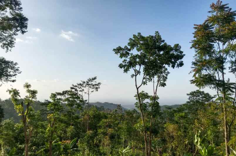 tanah murah 99 juta dekat candi cetho kemuning